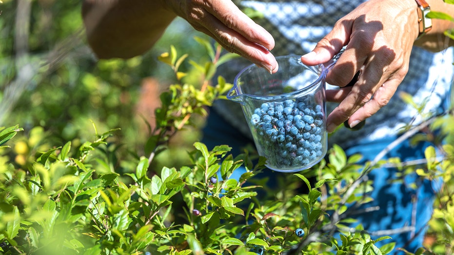 Ancient berry may improve blood vessel function - most people overlook it in the freezer aisle
