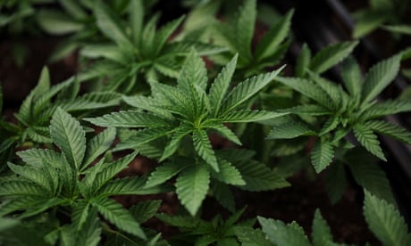 Man arrested in Florida over killings at Oklahoma marijuana farm