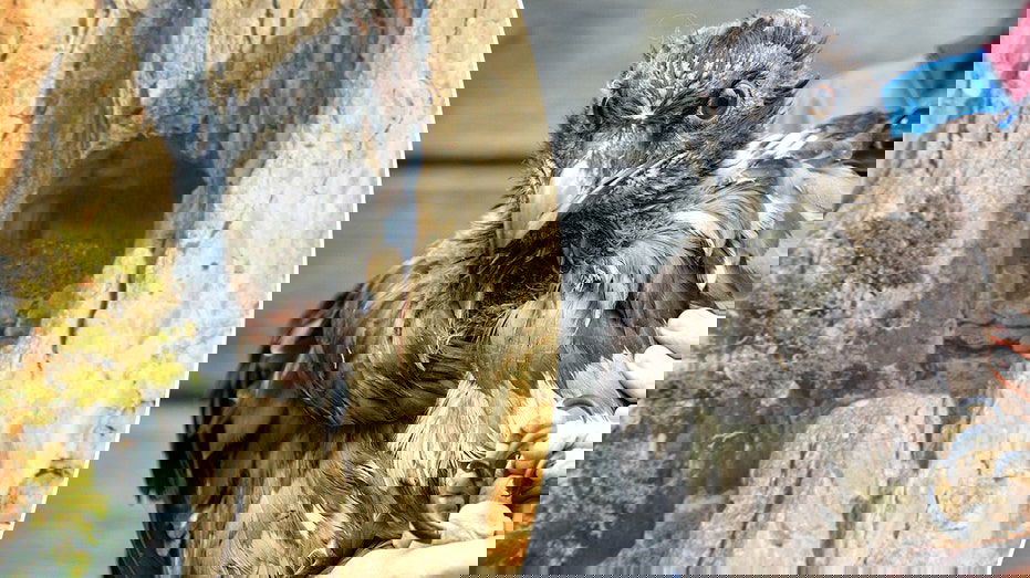 Medieval shoe found in vulture nest reveals centuries-old secrets in European mountain caves