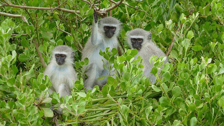 Several monkeys still on the loose in St Louis as officials call off search for roaming animals