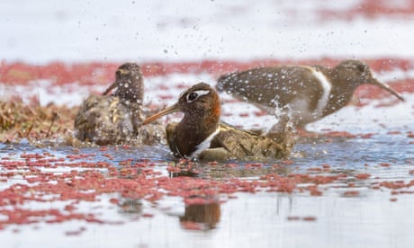 Vanishing bird: the mystery of the ‘near-mythical’ Australian painted-snipe
