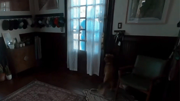 WATCH: Artemis II astronaut Christina Koch reunites with dog after 10 days in space